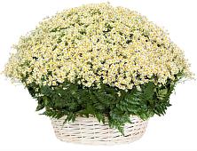 Цветочная композиция из Ромашки в корзине #REPLACE_PRED# Голынки